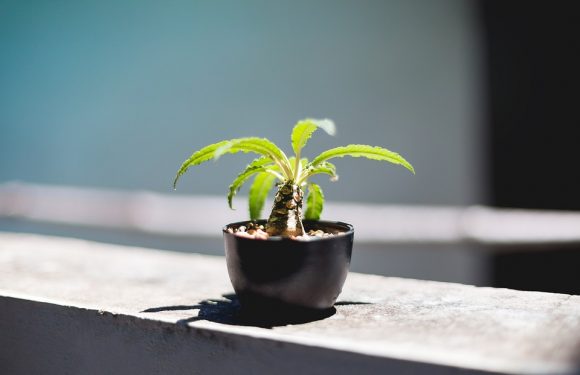 Technology can allow plants to grow indoor without sunlight