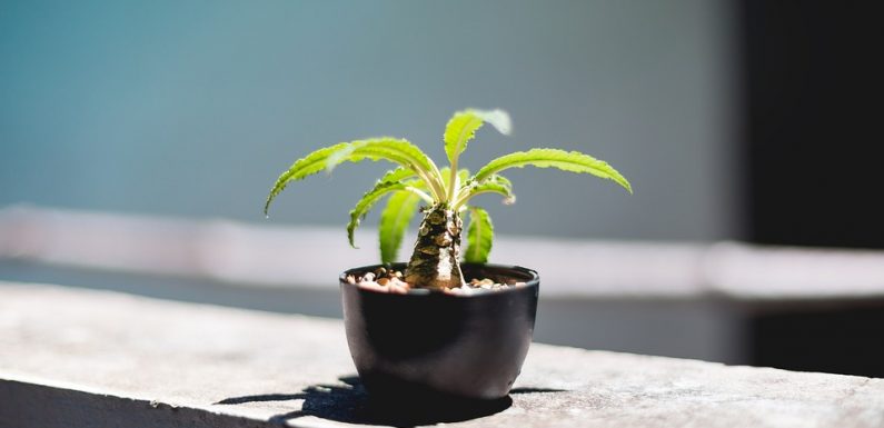 Technology can allow plants to grow indoor without sunlight