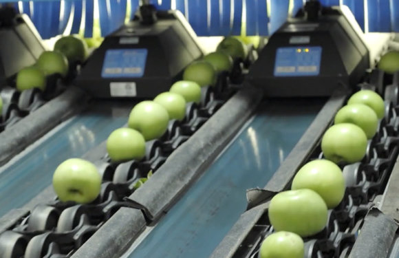 How a Fruit Sorting Machine Will Disrupt Industrial Automation