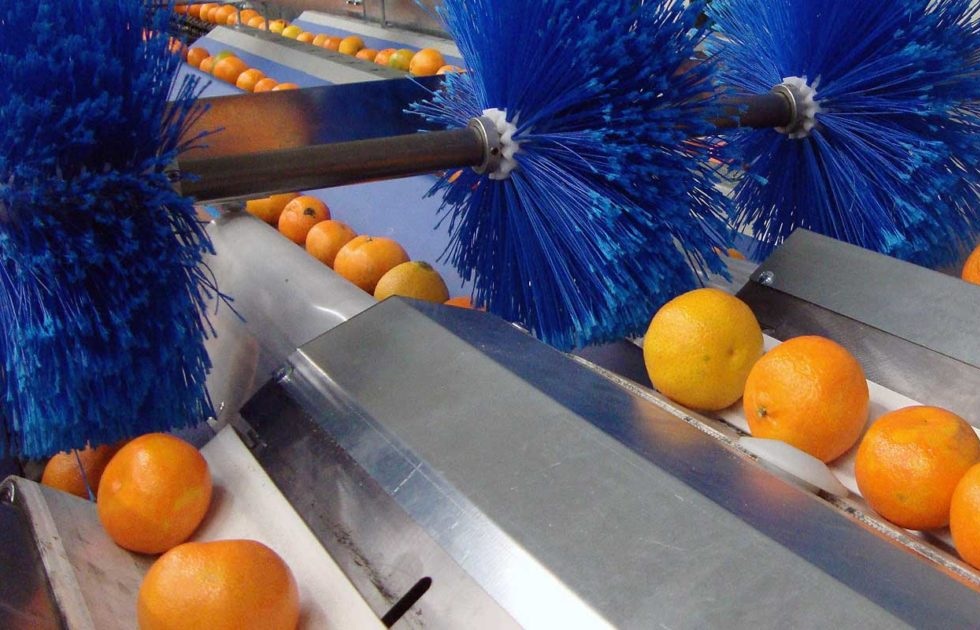 Fruit Sorting Machine